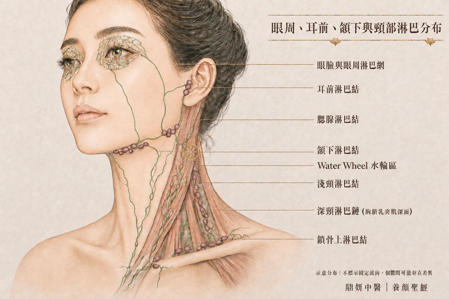 眼周、臉部、耳周水輪至頸部與鎖骨方向的淋巴分布整體示意圖