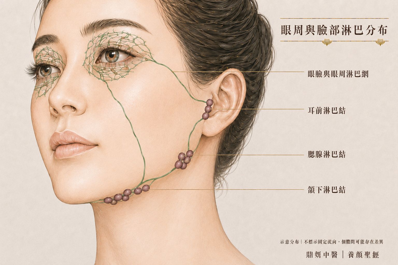 眼周與臉部淋巴分布近距離示意圖，呈現內眼角、外眼角、耳前、腮腺與下頷方向