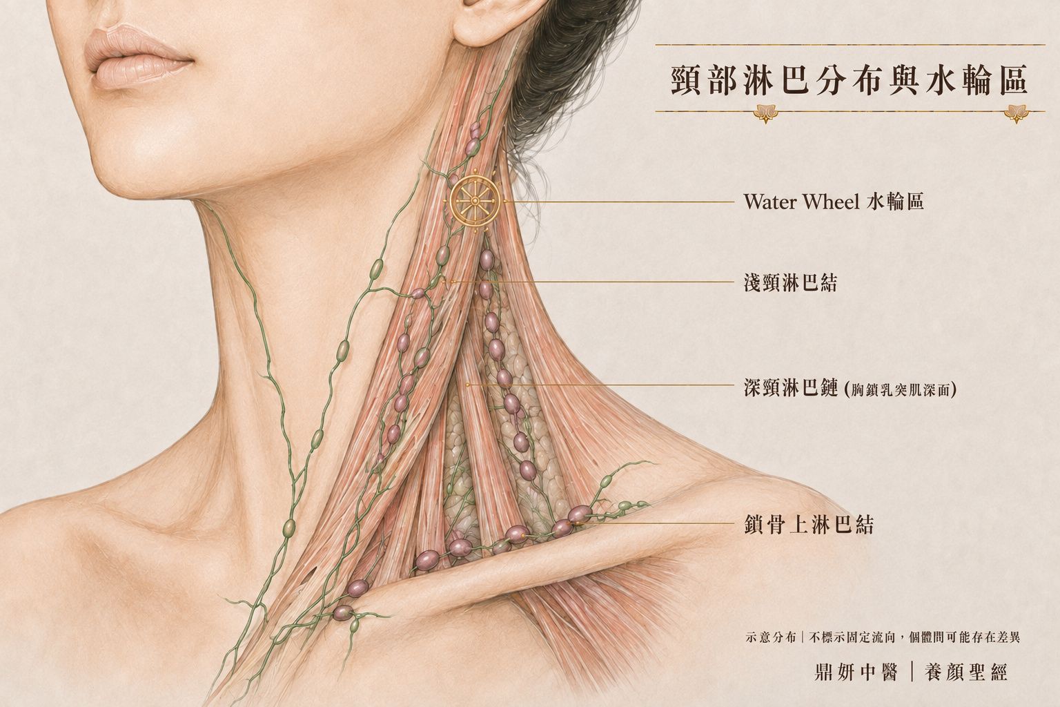 耳下水輪、胸鎖乳突肌旁頸部淋巴與鎖骨方向近距離示意圖