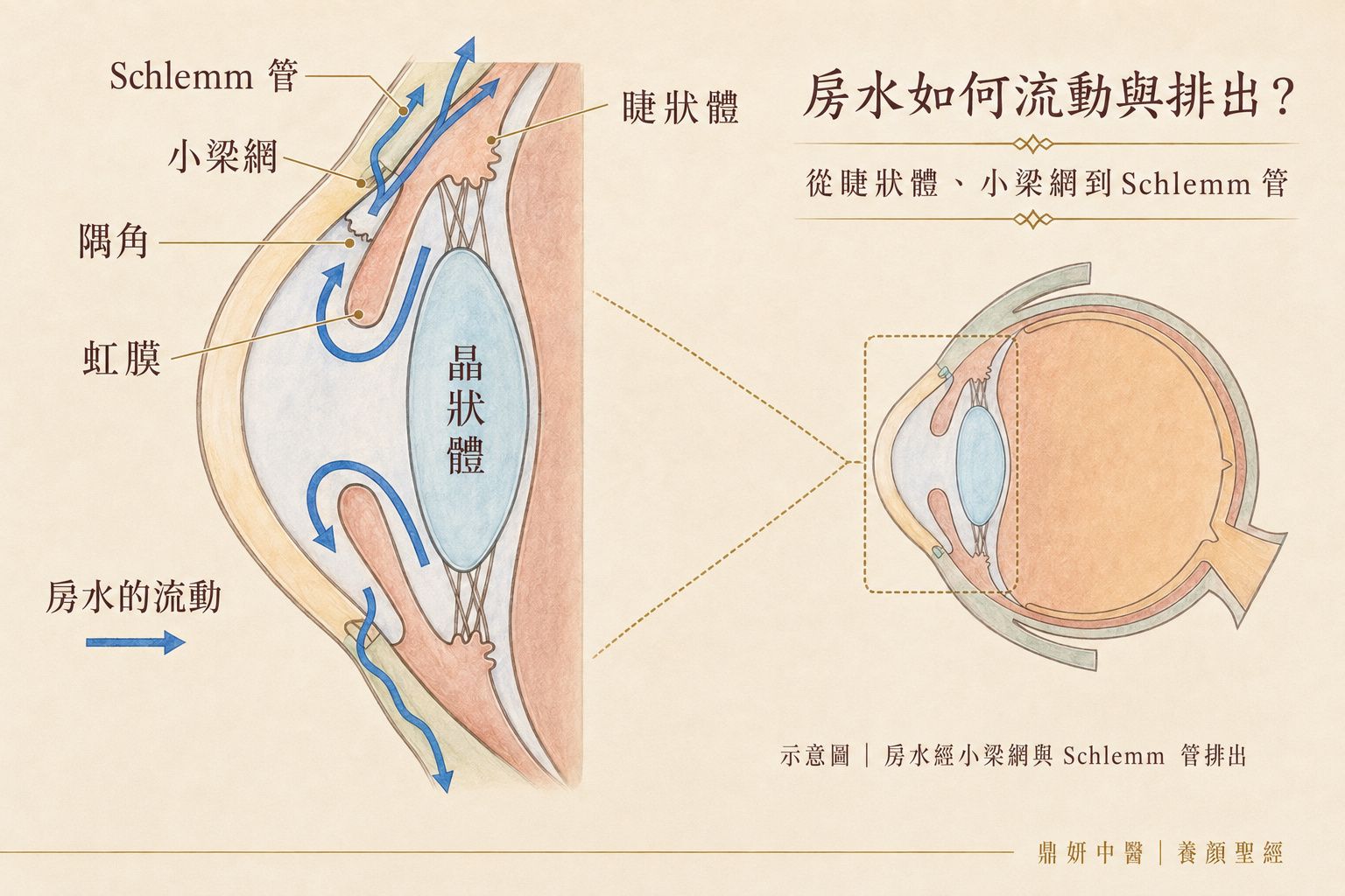 眼球房水由後房經瞳孔流入前房，再經小樑網與Schlemm氏管排出的路徑示意圖